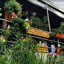 Restoran Tekija - basta
